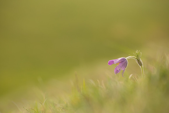 Pasque Flower, Cirencester, April 2020