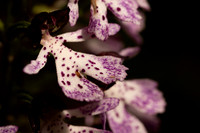 Lady Orchid, Yockletts Bank, May 2024