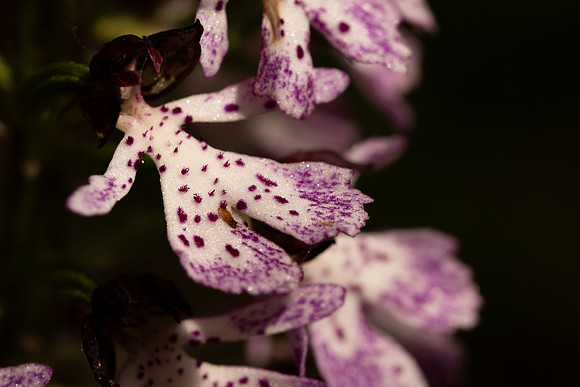 Lady Orchid, Yockletts Bank, May 2024