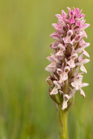 Early Marsh-orchid, Kenfig, June 2024