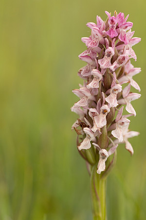 Early Marsh-orchid, Kenfig, June 2024