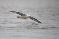 Fulmar, Iceland, June 2022