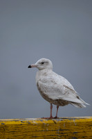 Glaucous Gull, Raufarhofn, Iceland, June 2022