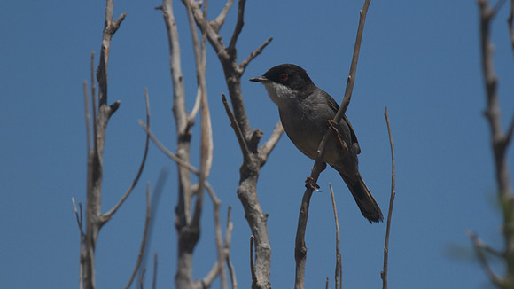Sardinian Warbler Tomb of the Kings, Paphos 2014