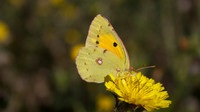 Clouded Yellow