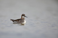Red-necked Phalarope