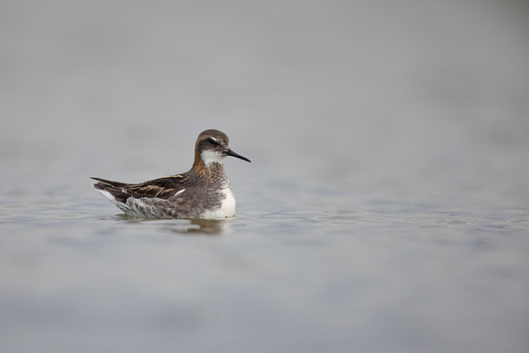 Red-necked Phalarope, River Laxa,  Iceland, June 2022.