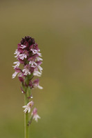 Burnt Orchid