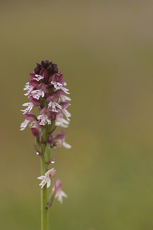 Burnt Tip-orchid var. aestivalis, Ladle Hill, July 2024.