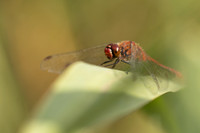 Ruddy Darter, Oldbury Power Station, August 2024
