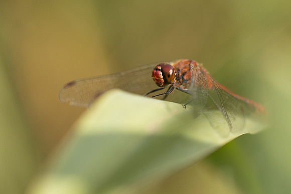 Ruddy Darter, Oldbury Power Station, August 2024