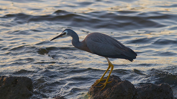 White-faced Heron, Perth 2013