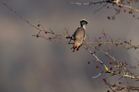 Waxwing, Rodbrough Common, January 2024