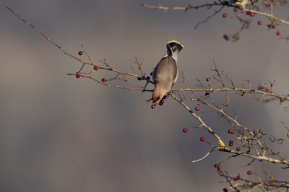 Waxwing, Rodbrough Common, January 2024