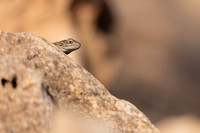 Cyprus Rock Agama, Cape Grecko, Cyprus, July 2024