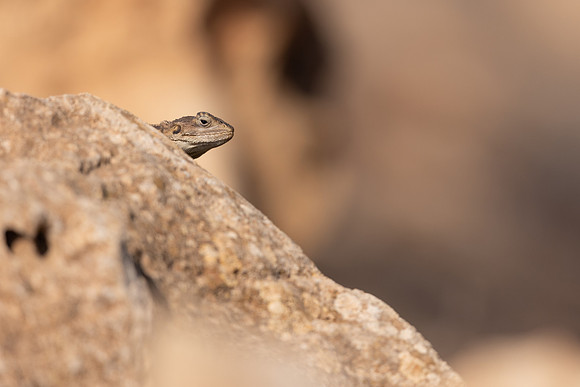 Cyprus Rock Agama, Cape Grecko, Cyprus, July 2024