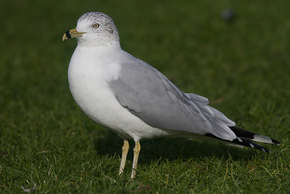 Ring-billed Gull, Walpole Park, Gosport, December 2014