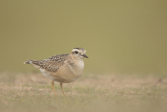 Dotterel, Cleeve Common, September 2022