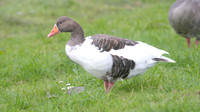 Greylag Goose, Farmoor Reservoir, September 2014
