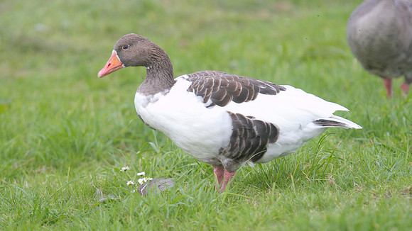 Greylag Goose, Farmoor Reservoir, September 2014