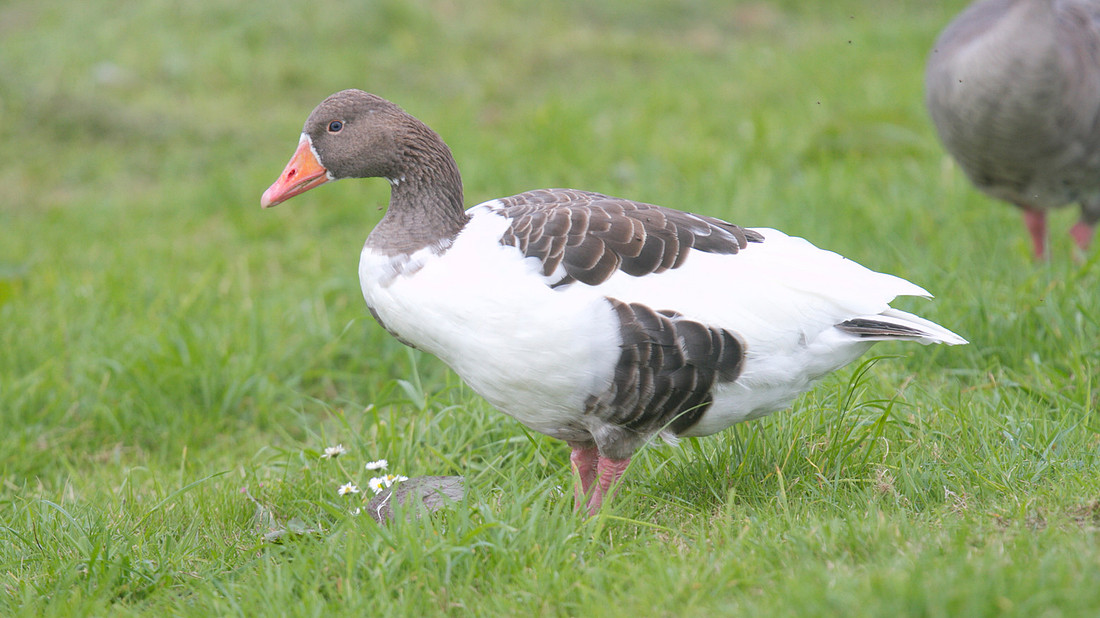 Greylag Goose, Farmoor Reservoir, September 2014