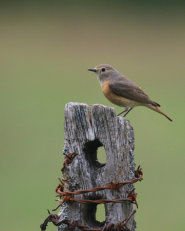 Redstart (Female) Thursley Common, May 2018