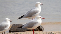 Silver Gull