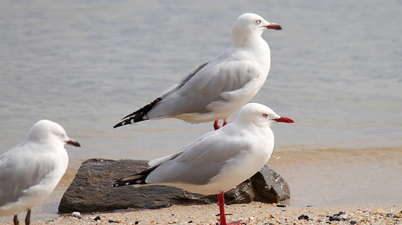 Silver Gull, Cairns, November 2013