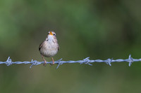Wren, Rockhampton, April 2025