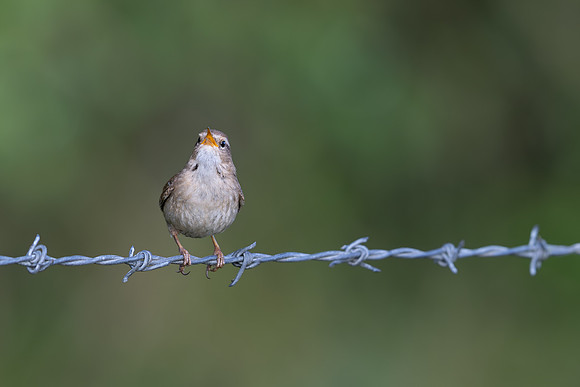 Wren, Rockhampton, April 2025