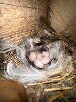 Barn Swallow, Oldbury Naite, April 2025