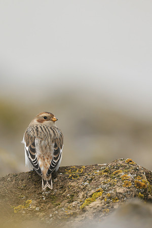 Snow Bunting, Severn Beach, November 2020