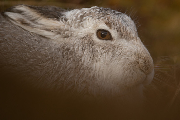 Mountain Hare, Findhorn Valley, January 2022