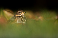 Redwing, Tockington, December 2022