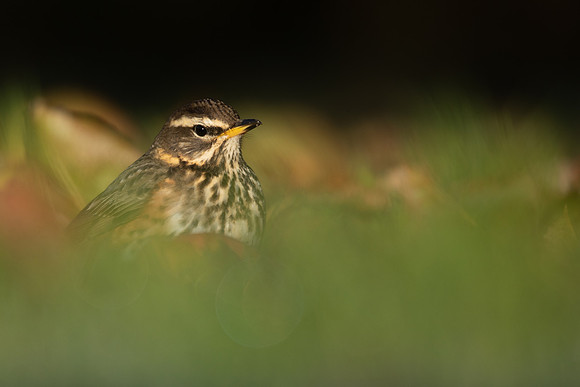Redwing, Tockington, December 2022