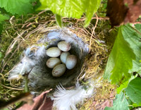 Greenfinch, Tytherington, April 2022