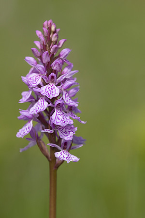 Heath Spotted-orchid, Vicarge Farm, June 2024