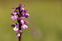 Green-winged Orchid, Melrose Farm, May 2024