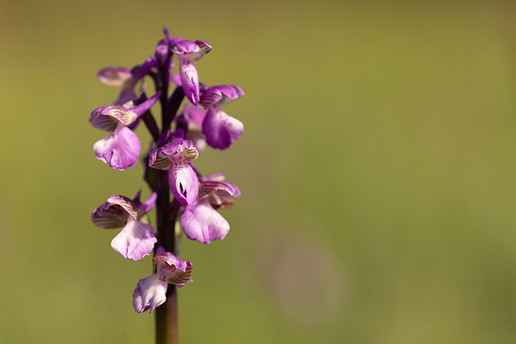 Green-winged Orchid, Melrose Farm, May 2024