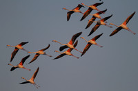 Greater Flamingo, Oroklini Lake 2014