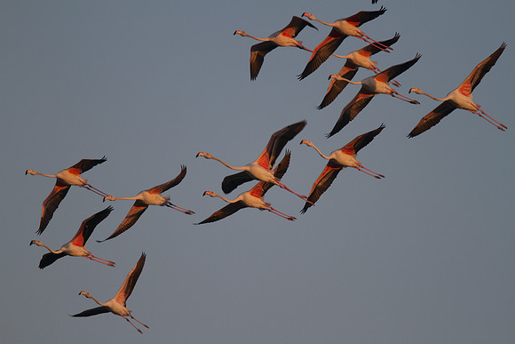 Greater Flamingo, Oroklini Lake 2014