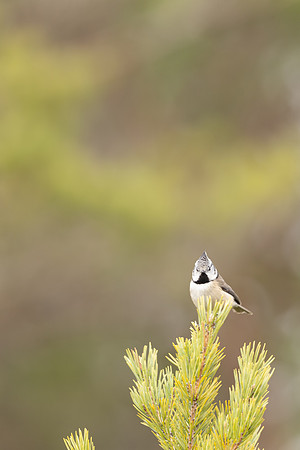 Crested Tit, Loch Morclich, February 2024