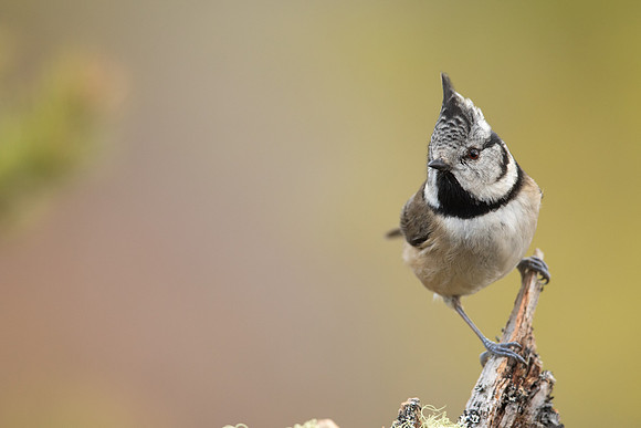 Crested Tit, Loch Morclich, February 2023