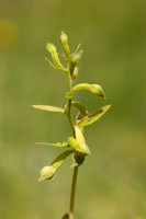 Green-flowered Helleborine, Cotswolds, July 2024