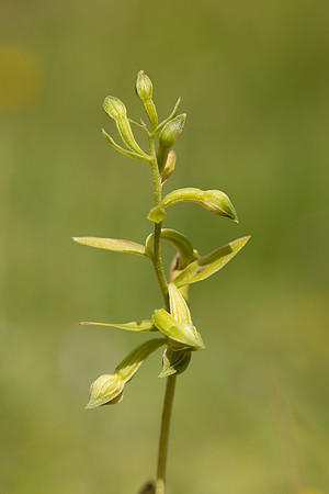 Green-flowered Helleborine, Cotswolds, July 2024