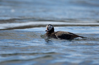 Long-tailed Duck, River Laxa, May 2022