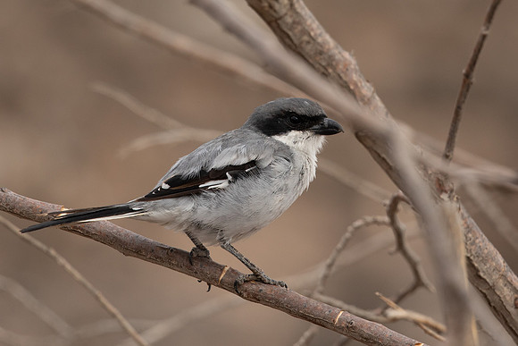 Southern Grey Shrike, Lanzarote, July 2022