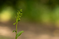 Green-flowered Helleborine, Cotswolds, July 2022