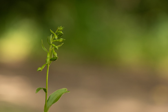 Green-flowered Helleborine, Cotswolds, July 2022