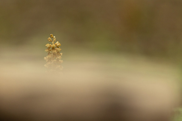 Bird's Nest Orchid, Gloucestershire, June 2024